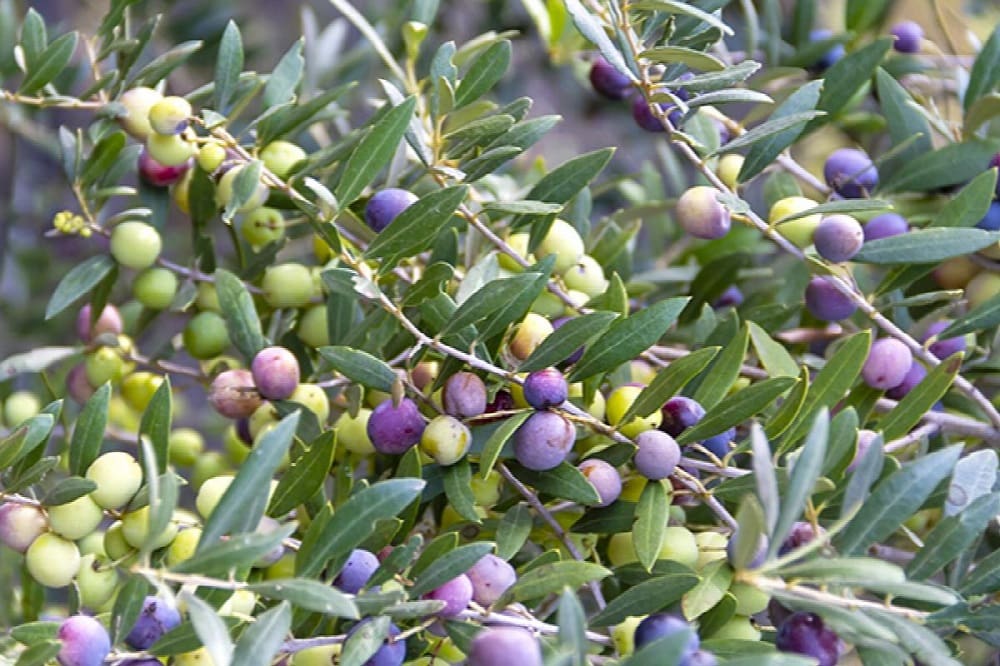 An image showcasing small, round Arbequina olives on a tree, their glossy green skin reflecting the light, nestled amidst lush olive leaves.
