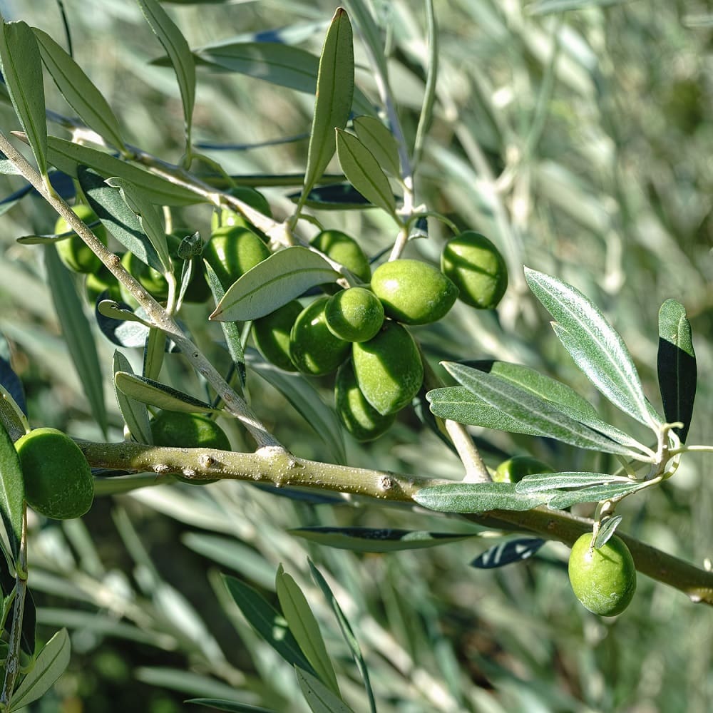 A beautiful shot of Hojiblanca olives hanging from a branch, their unique dual-toned skin of green and black contrasting with the silvery leaves.