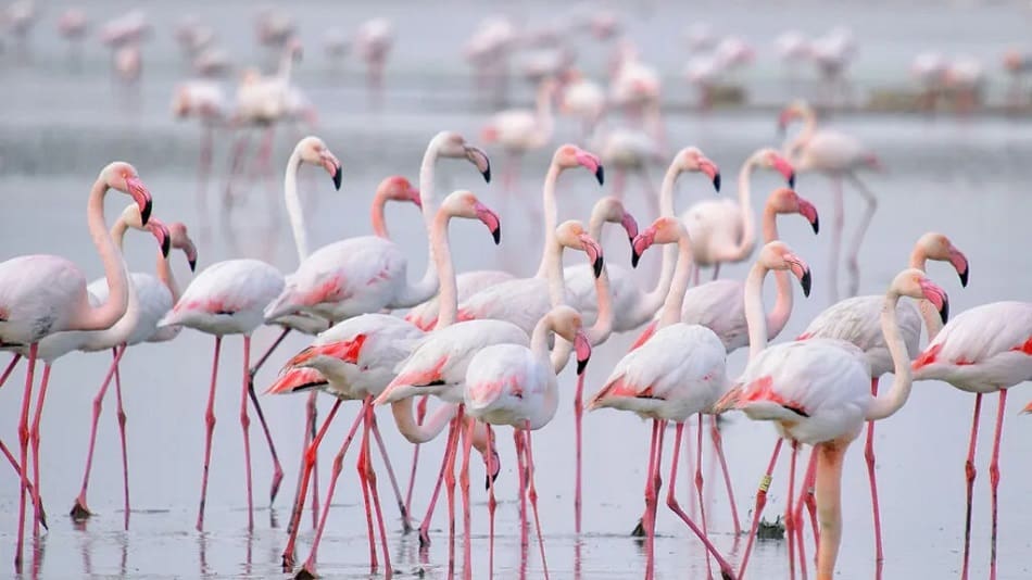 A family of flamingoes at Fuente de Piedra, a natural salt lake in Malaga, Andalusia, Spain.