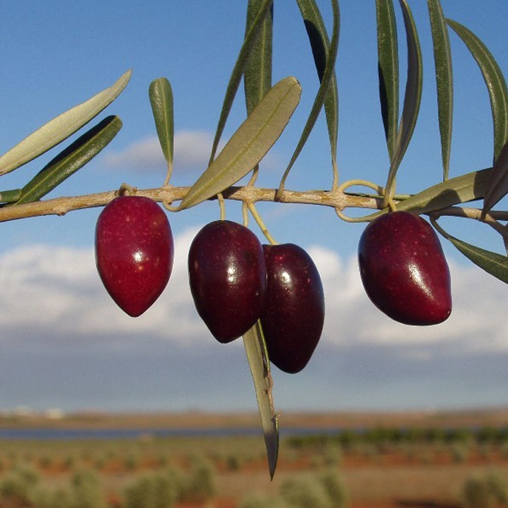 A close-up image of Picual olives on a tree, their dark purple skin glistening under the Spanish sun, surrounded by vibrant green leaves.