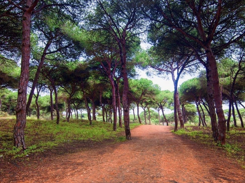 The wonderful Pine Forest of Torremolinos, a great hiking place.