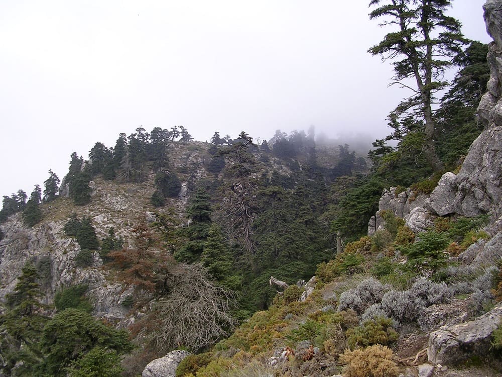 A pic of the wonderful forests at the mountains in the Natural Reserve Sierra de las Nieves, Spain
