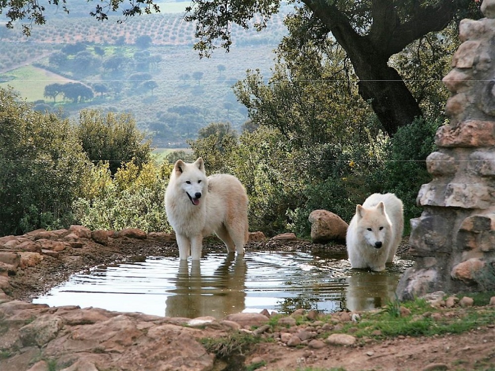 Two white wolves bathing in Lobo Park, Antequera.