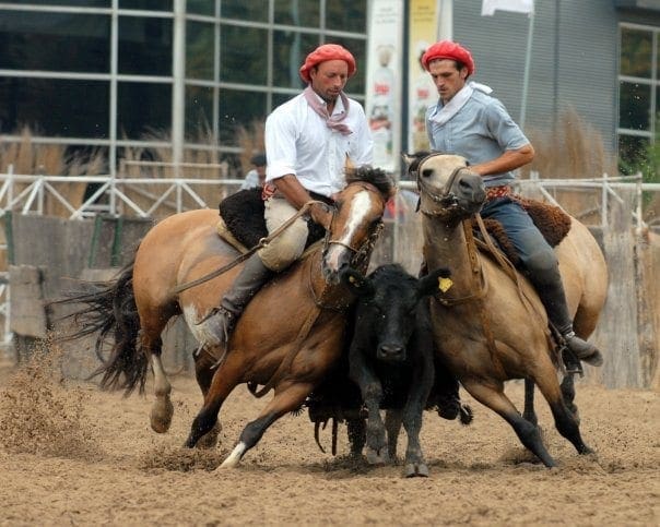 gaucho and horses 